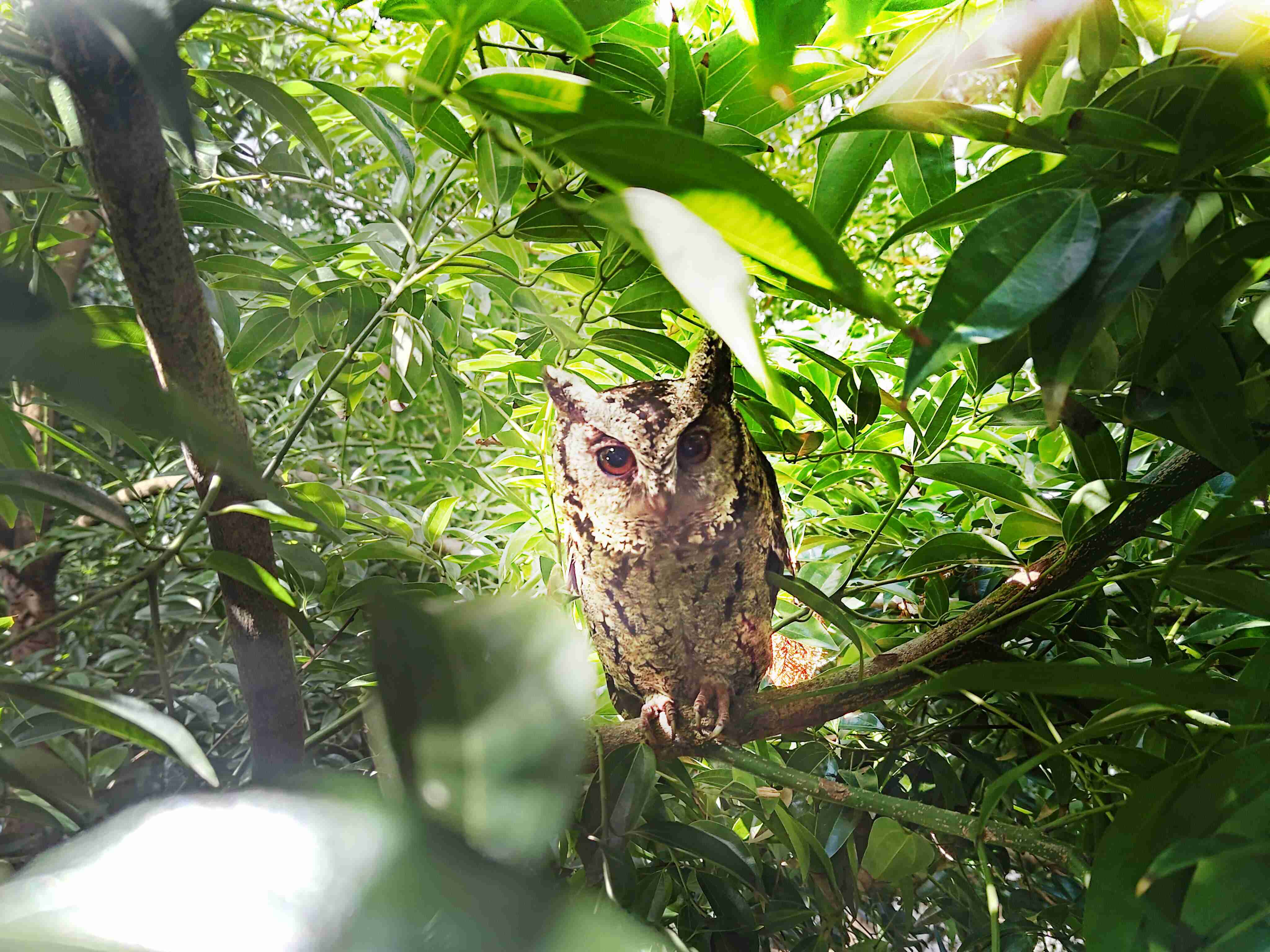 森林舞会致力提倡净零绿生活，，，，16年以来在全球各厂区植树逾百万棵，，造就各厂区树木蔚然成林，，，，犹如森林工厂，，，，成为许多生物的栖息地